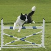 JT Pawprints